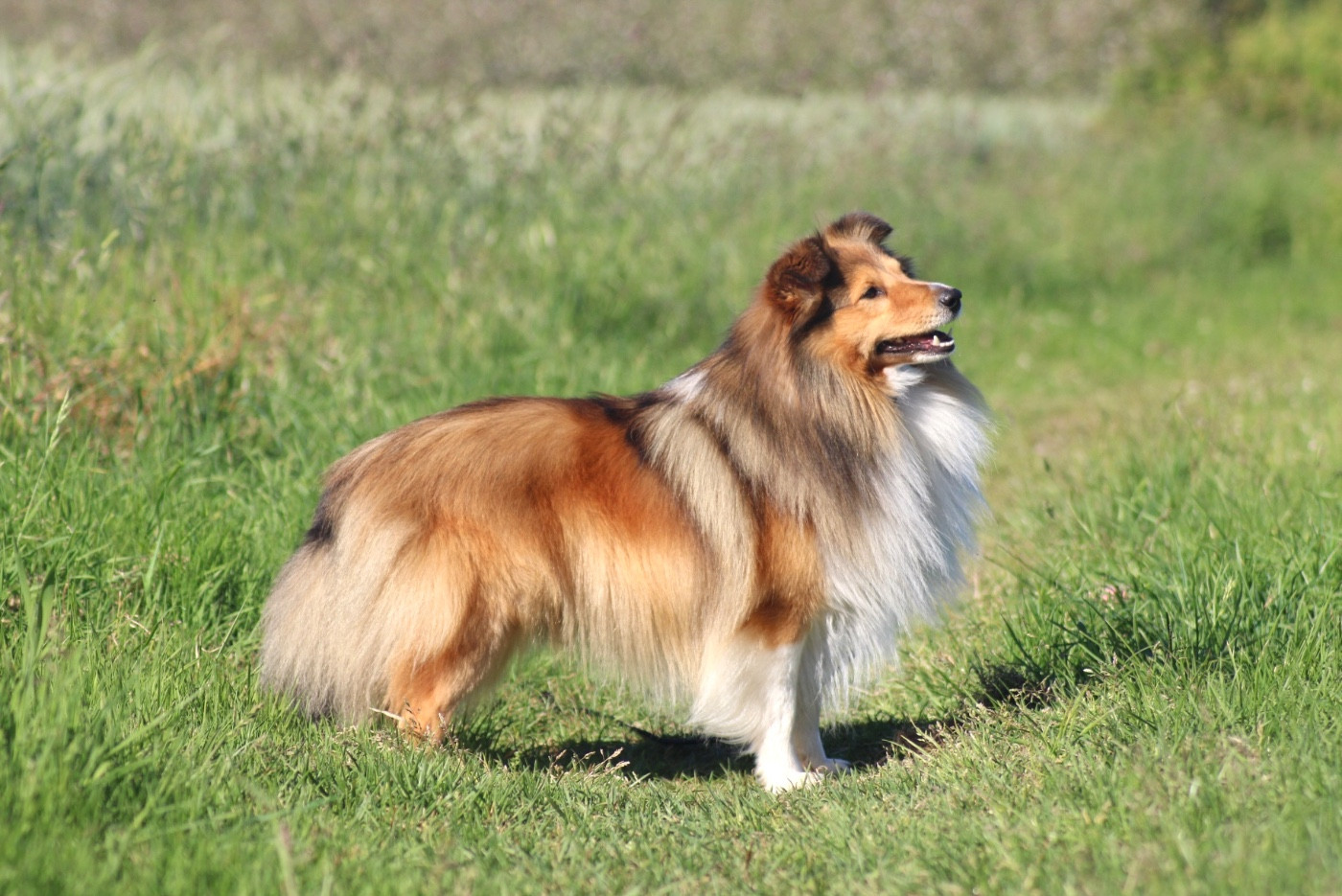 Untrepid boy De La Ria Triskela