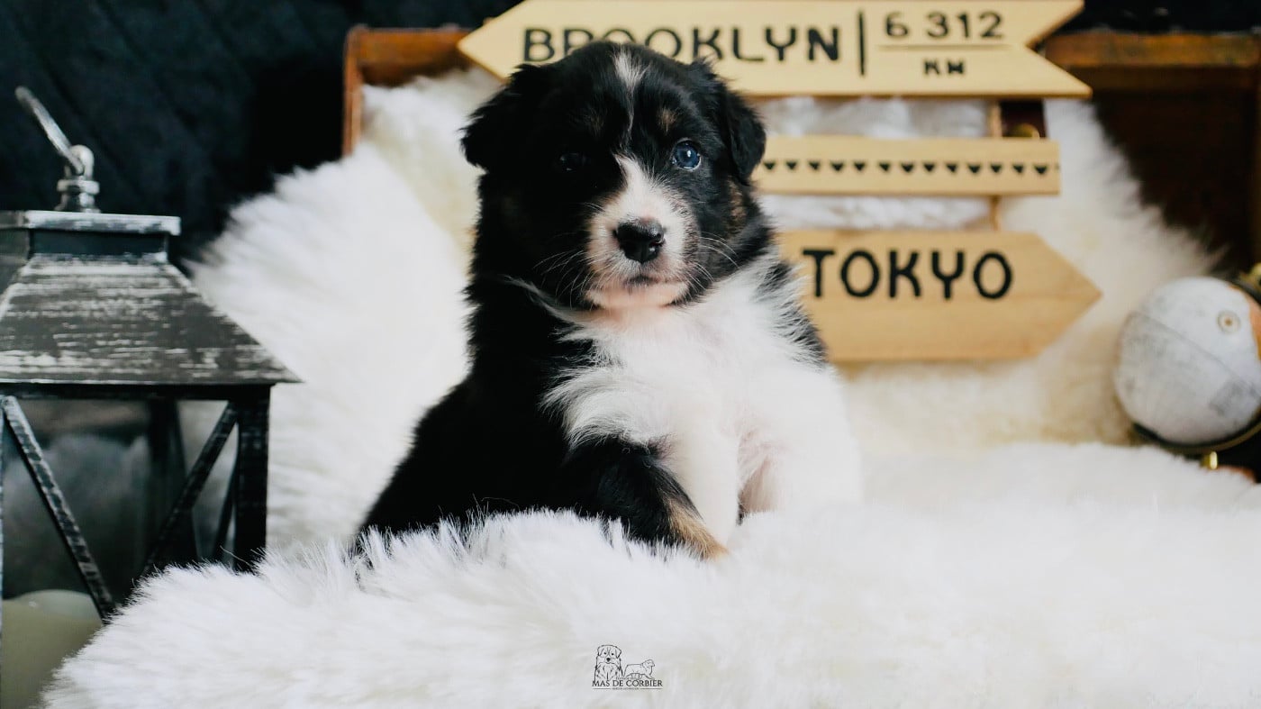 CHIOT 2 - Femelle Noir Tricolore