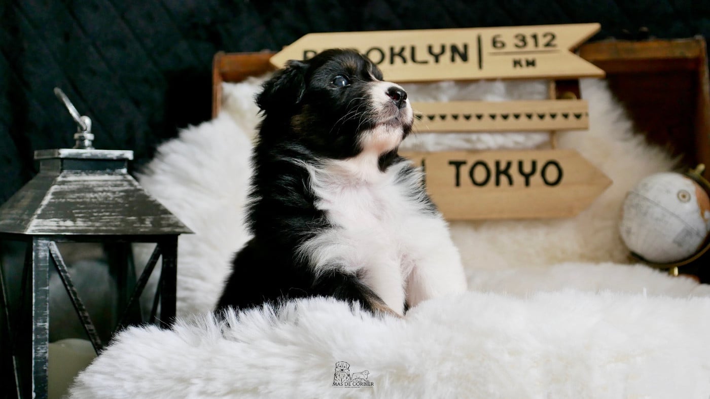 CHIOT 2 - Femelle Noir Tricolore