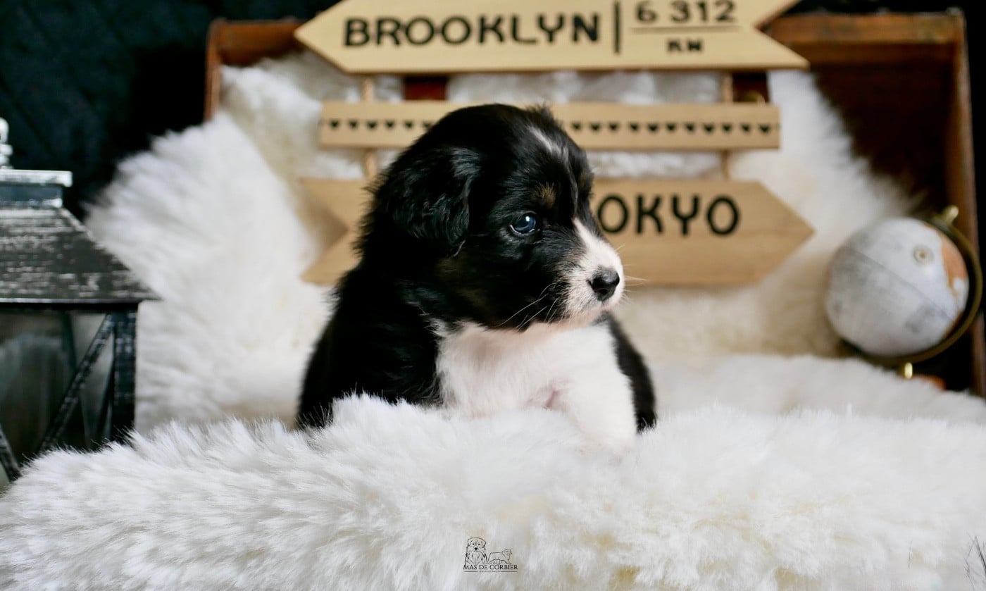 CHIOT 2 - Femelle Noir Tricolore