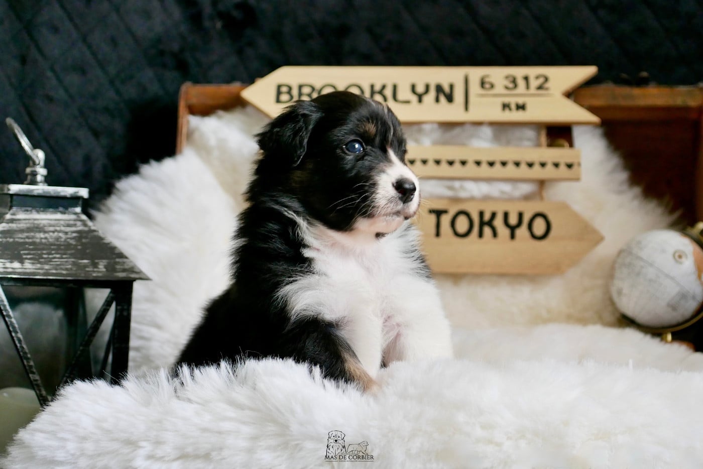 CHIOT 2 - Femelle Noir Tricolore