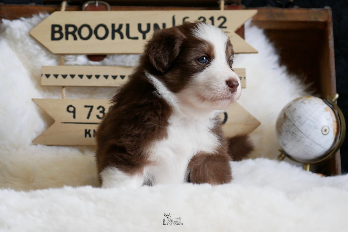 CHIOT 4 - Femelle Rouge Tricolore