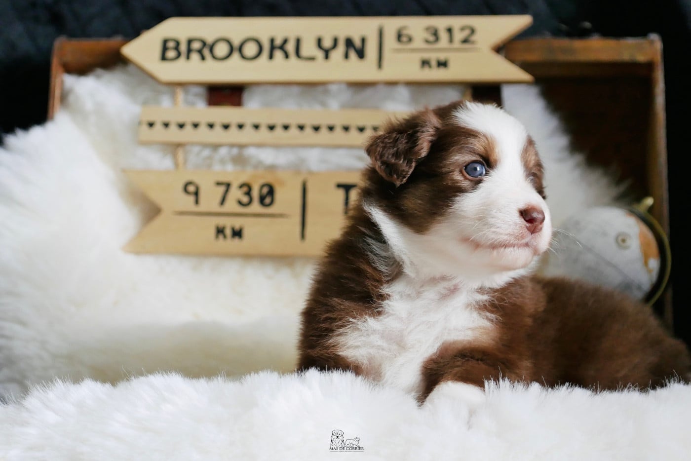 CHIOT 4 - Femelle Rouge Tricolore