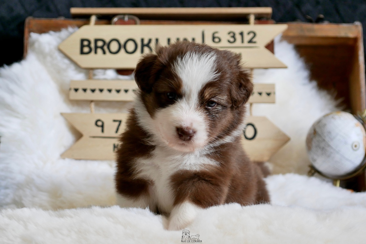 CHIOT 4 - Femelle Rouge Tricolore