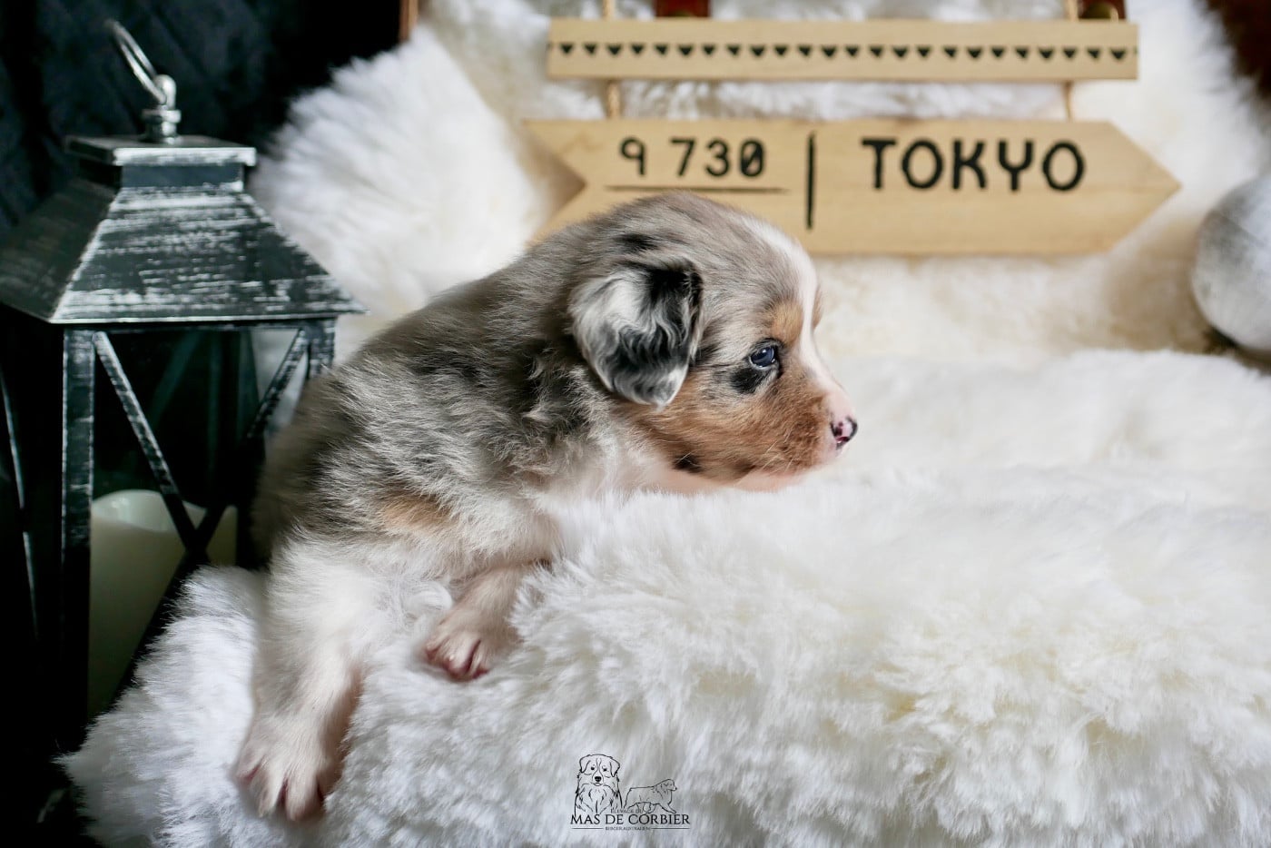 CHIOT 6 - Mâle Bleu Merle