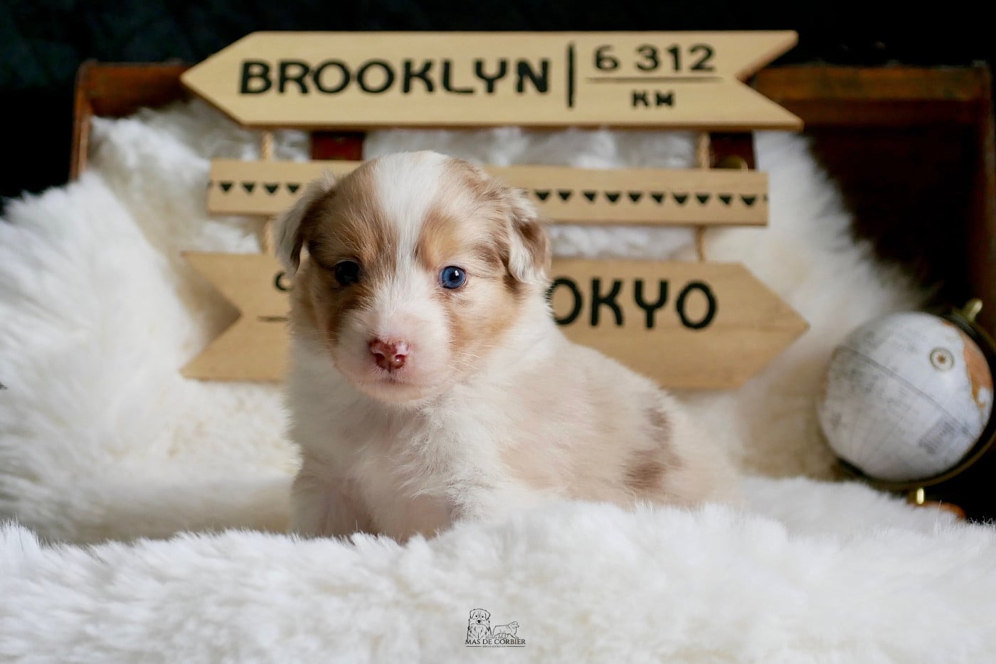 CHIOT 7 - Femelle Rouge Merle