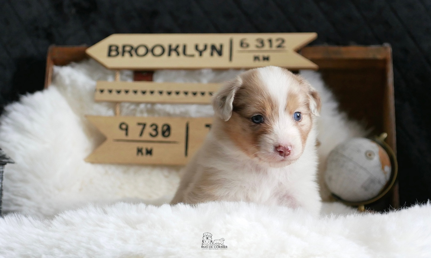 CHIOT 7 - Femelle Rouge Merle