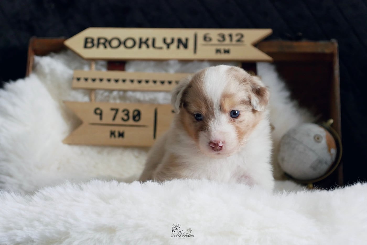 CHIOT 7 - Femelle Rouge Merle