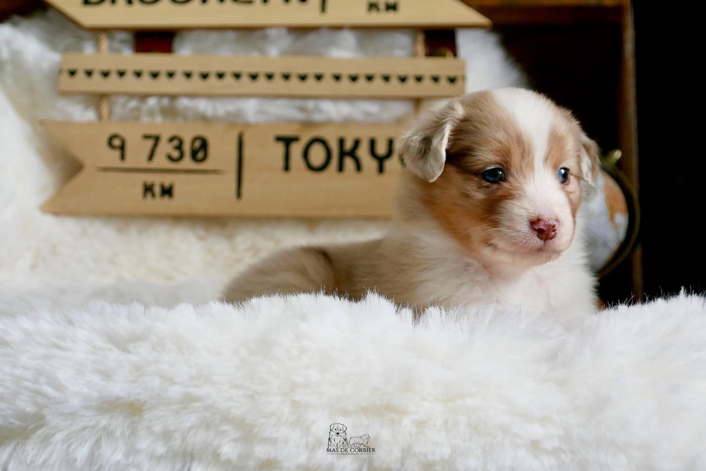 CHIOT 7 - Femelle Rouge Merle
