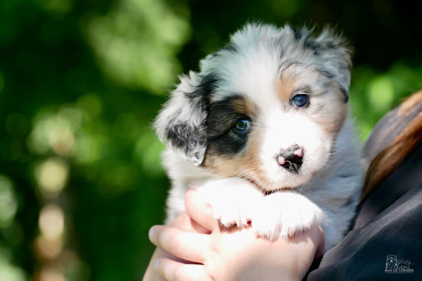 CHIOT 1 - Mâle Bleu Merle