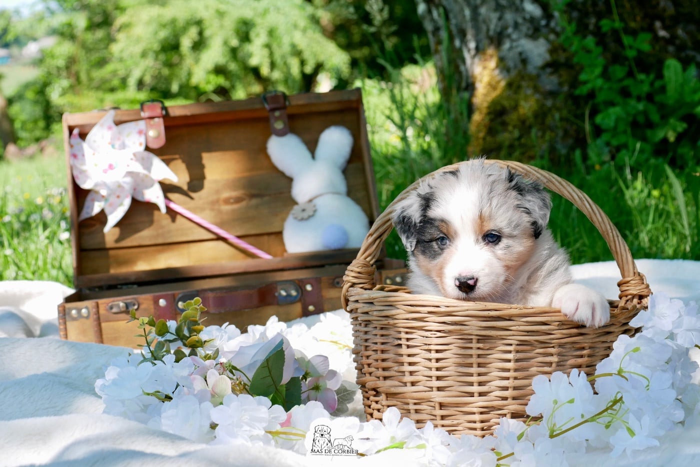 CHIOT 1 - Mâle Bleu Merle