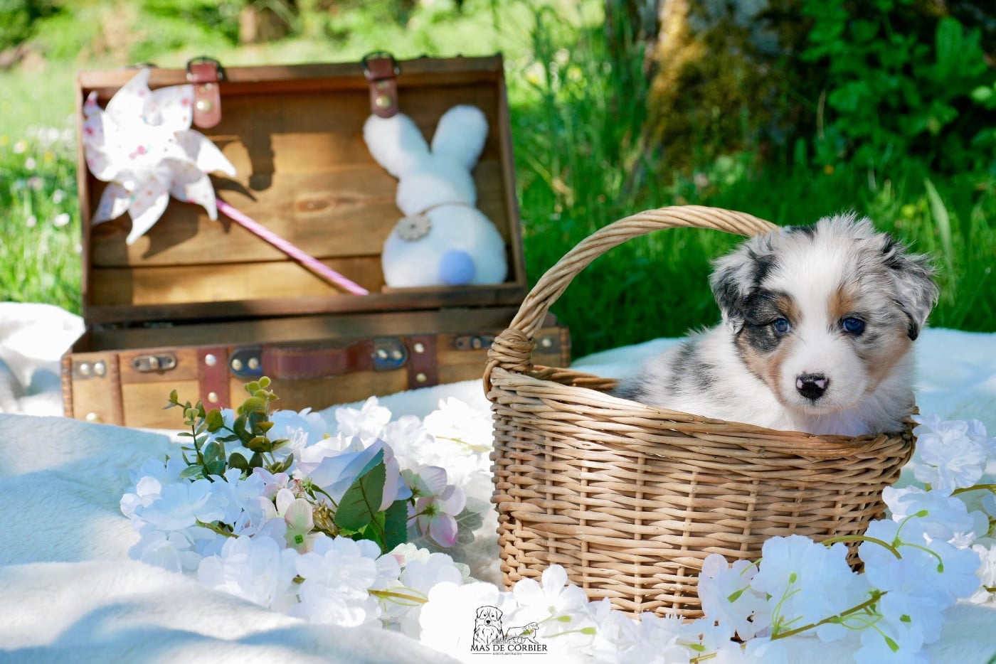 CHIOT 1 - Mâle Bleu Merle