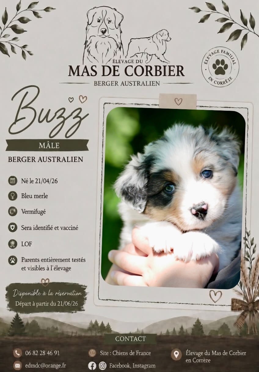 CHIOT 1 - Mâle Bleu Merle