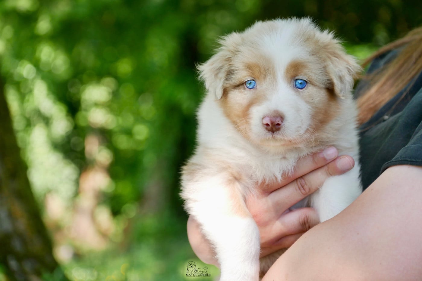 CHIOT 3 - Femelle Rouge Merle