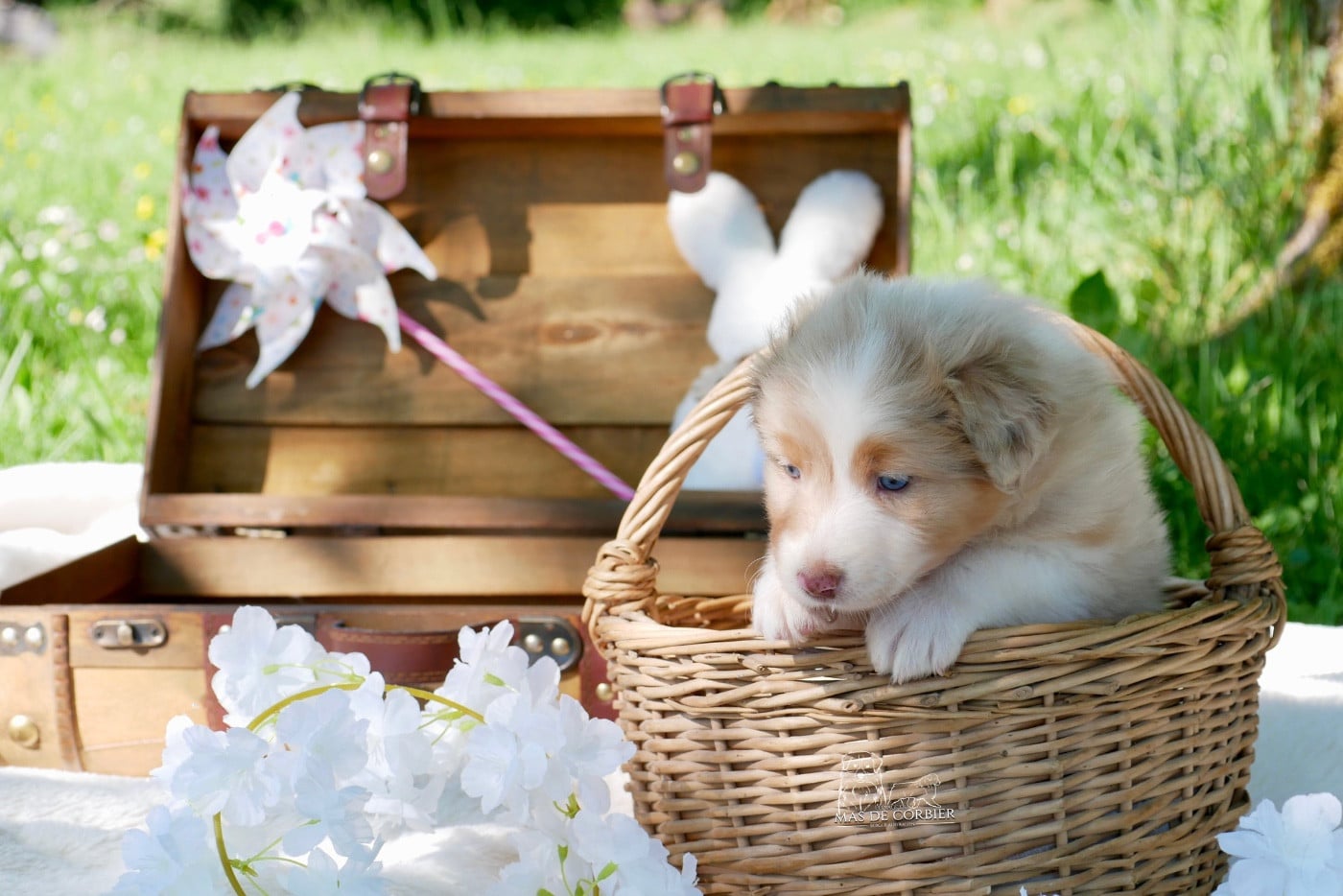 CHIOT 3 - Femelle Rouge Merle