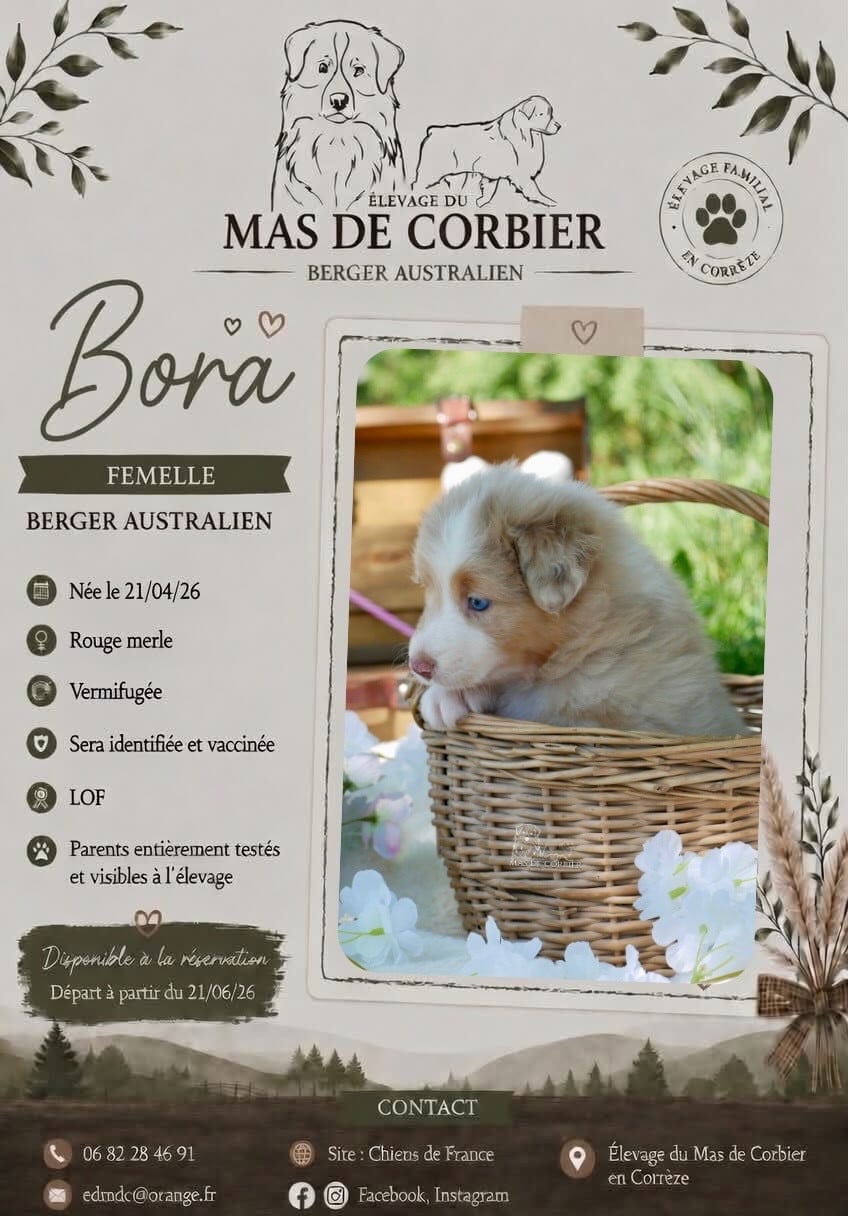 CHIOT 3 - Femelle Rouge Merle