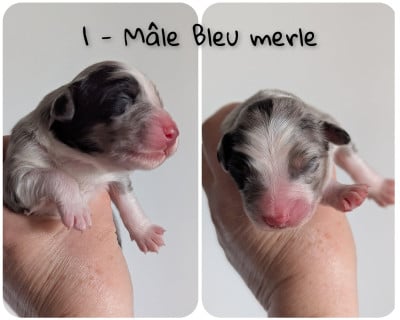 Les chiots de Berger Australien