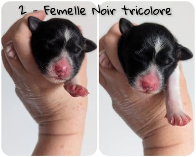 Les chiots de Berger Australien