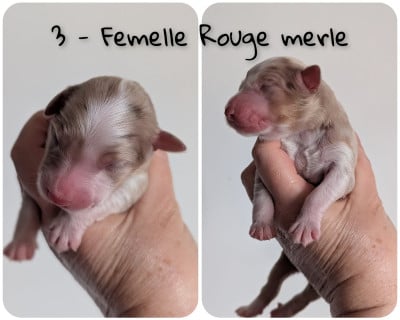 Les chiots de Berger Australien