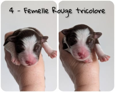 Les chiots de Berger Australien