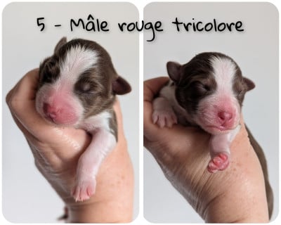 Les chiots de Berger Australien