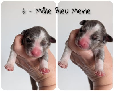 Les chiots de Berger Australien