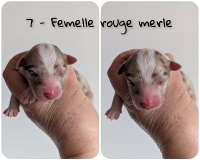 Les chiots de Berger Australien