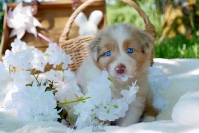 Les chiots de Berger Australien