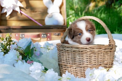 Les chiots de Berger Australien