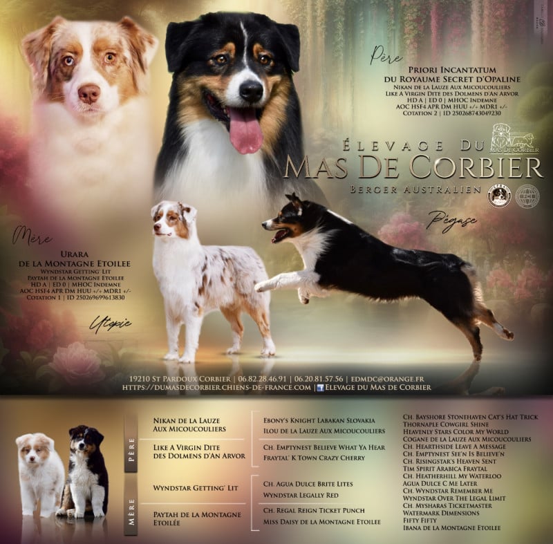 Berger Australien - Du Mas De Corbier