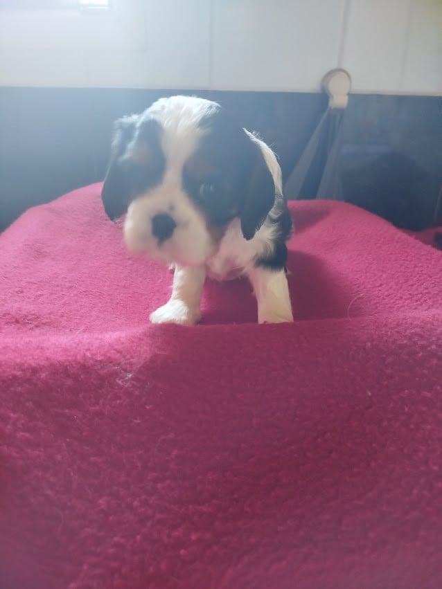 B... - Cavalier King Charles Spaniel
