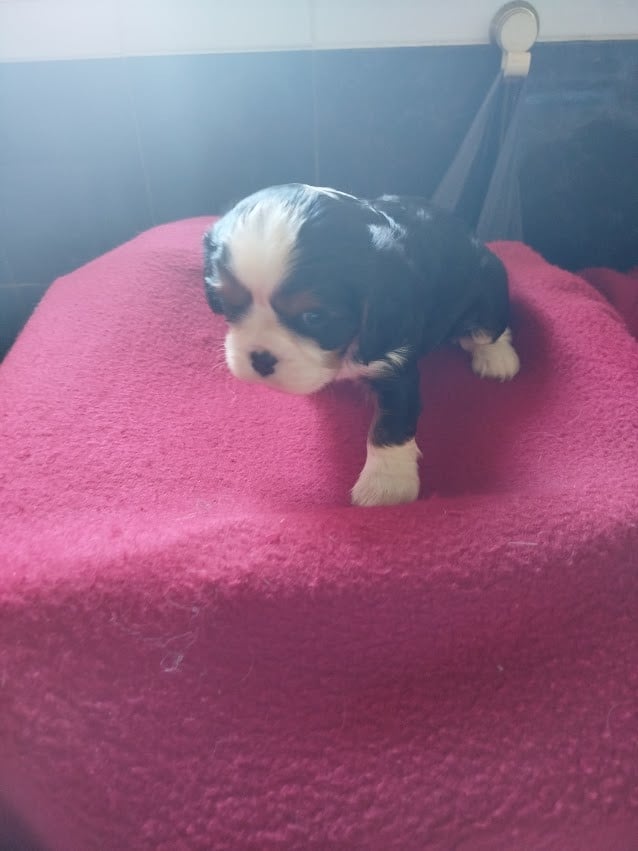 B... - Cavalier King Charles Spaniel