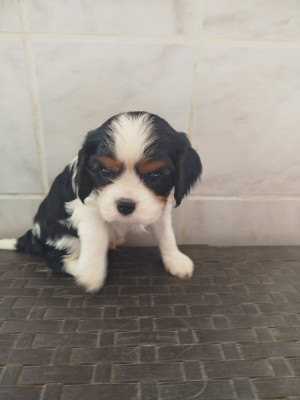 Les chiots de Cavalier King Charles Spaniel