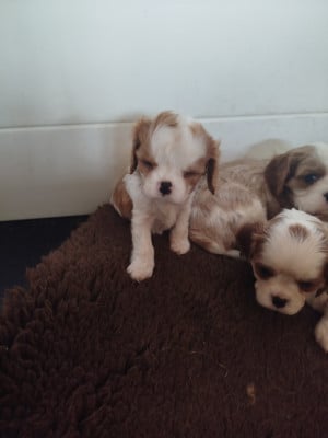 Les chiots de Cavalier King Charles Spaniel