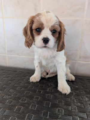 Les chiots de Cavalier King Charles Spaniel