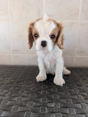 Les chiots de Cavalier King Charles Spaniel