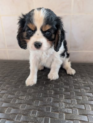 Les chiots de Cavalier King Charles Spaniel