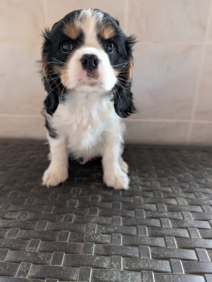 Les chiots de Cavalier King Charles Spaniel
