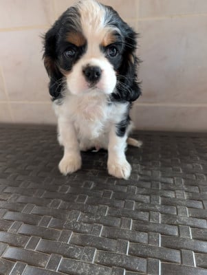 Les chiots de Cavalier King Charles Spaniel