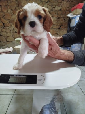 Les chiots de Cavalier King Charles Spaniel