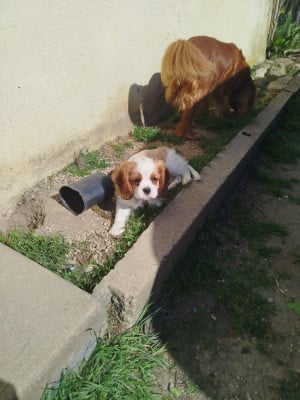 Les chiots de Cavalier King Charles Spaniel