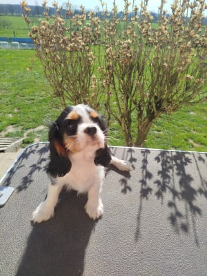 Les chiots de Cavalier King Charles Spaniel