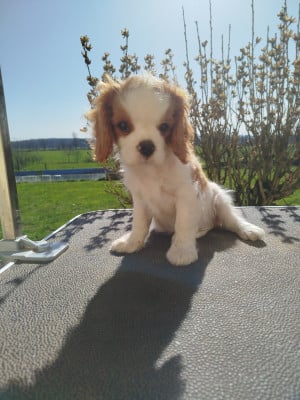 Les chiots de Cavalier King Charles Spaniel