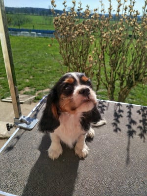 Les chiots de Cavalier King Charles Spaniel