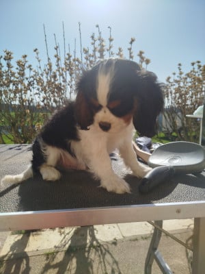 Les chiots de Cavalier King Charles Spaniel