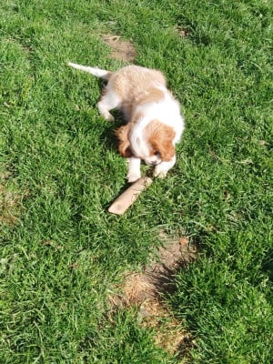 Les chiots de Cavalier King Charles Spaniel