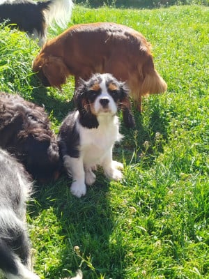 Les chiots de Cavalier King Charles Spaniel
