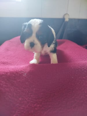 Les chiots de Cavalier King Charles Spaniel