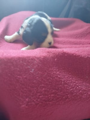 Les chiots de Cavalier King Charles Spaniel