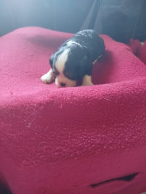 Les chiots de Cavalier King Charles Spaniel
